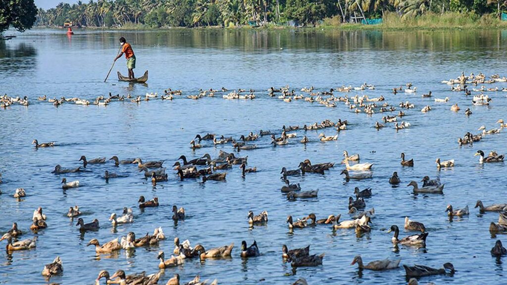 Bird Flu and Pandemic Fears - What Experts Are Saying